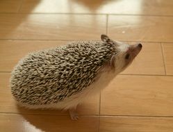 Hedgehog on the floor