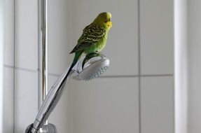 Green Budgie in a bathroom
