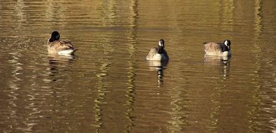 Wild Geese Birds in Water wildlife photography