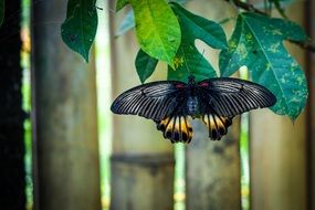 black Butterfly Animal Insect Close