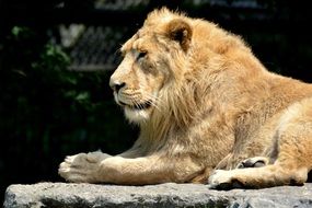 lion lying on the rock