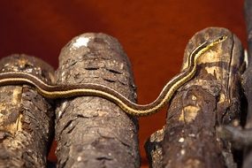 striped snake is crawling on the logs