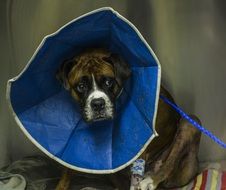 dog boxer in elizabethan collar