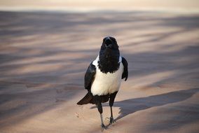 Close-up of the black-white raven on the ground