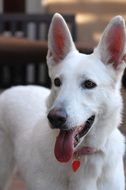 white german shepherd close-up on a blurred background