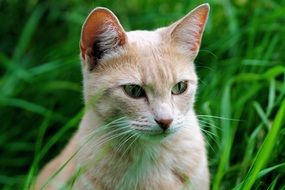 perfect beautiful Portrait Fur cat