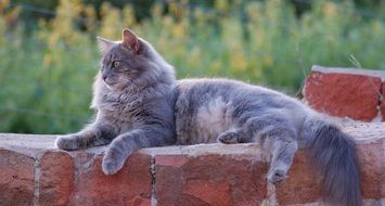 fluffy cat is sitting on a brick wall