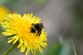 bee on yellow dandelion