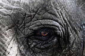 photo of the eyes of an african elephant