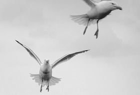splendid Gulls Birds Fly