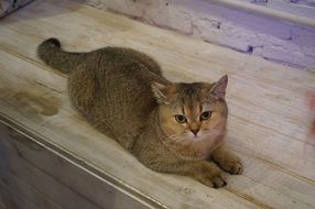 pretty British Shorthair Cat Pet