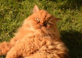 ginger persian cat on green grass in the sun