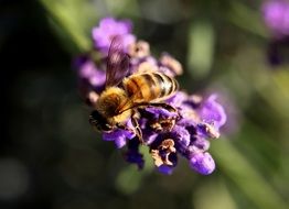 macro photo of a wasp on lavender flowers