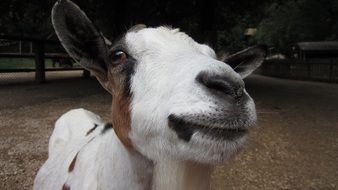 Animal Goat at Farm close-up portrait