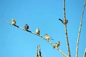 perched birds in spring