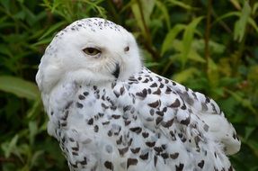 Snowy Owl adorable outdoor portrait