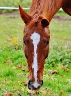red farm horse