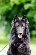 Groendendael Belgian Shepherd
