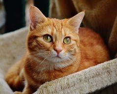 sweet domestic Cat Red