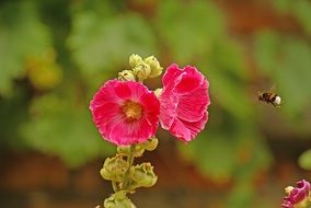 hummel pollination process