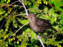 Bird living in a forest