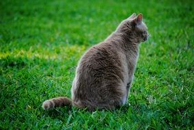 closeup photo of home cat on green grass