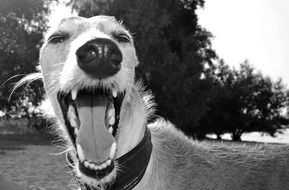 yawning Spanish greyhound in black and white background close up