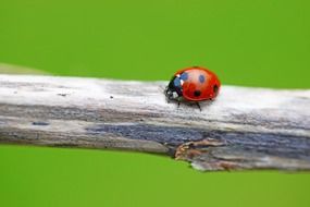 Ladybird winged insect close-up on green background
