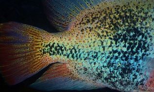 fish tail in aquarium close up