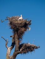 stork in a big nest on top of a tree