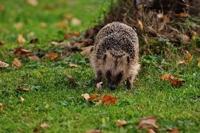 Hedgehog on a green grass