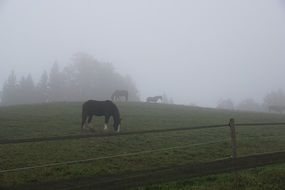 brown horse in a meadow in Switzerland