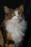 Norwegian Forest Cat on a black background