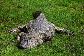 Alligator is sleeping on the grass