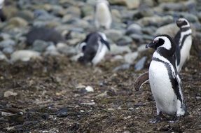 penguins in Antarctica
