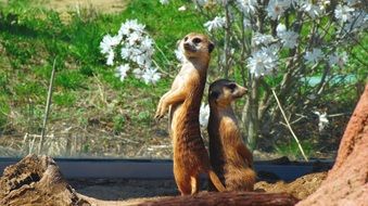 Meerkat Animals