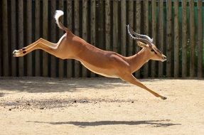 graceful Impala antelope in jump