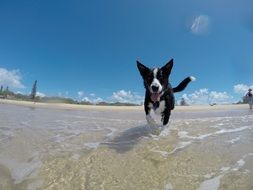 happy dog on the coast