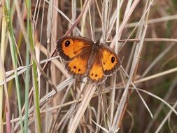 beautiful butterfly is sitting on dry stems