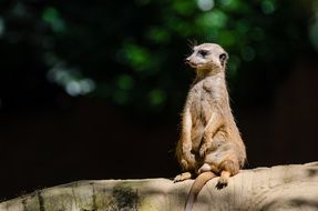 meerkat sitting on a stone in the forest