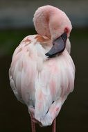 elegant pink flamingo on a blurred background