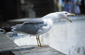 Seagull Cry