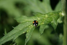 spotted flying insect on a green leaf