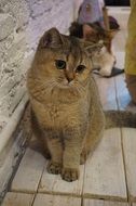 sweet cats near the wall