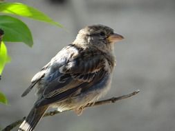 sparrow sitting on a dry branch