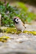 little songbird in nature in spring