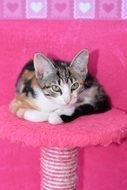 Cat on a pink cushion