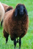 brown sheep on a green meadow