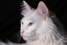 portrait of a white cat on a dark background