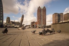 Birds and office tower